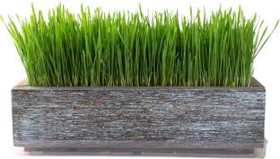 KNESSiN Wheat Grass - for Pet / Dog / Cat Grass[2000 Seeds] Seed
