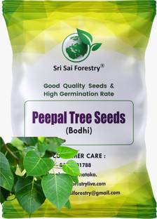SRI SAI FORESTRY Peepal, Ficus Religiosa, Bodhi Tree Seed