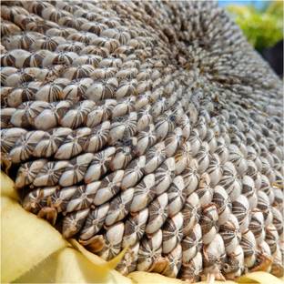 Biosnyg YRS-91 Mammoth Grey Stripe Sunflower (Helianthus annuus)-[200 Seeds] Seed