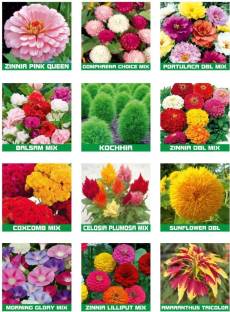 abiswas Summer Season 10 Variety Of Flower 800+ Seeds Combo Pack Seed