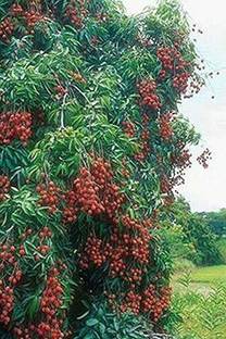 Aro Litchi, Lichi, Lychee Seed