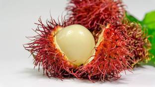 seedx Premium Hybrid Litchi ( Lychee ) Fruit Seed