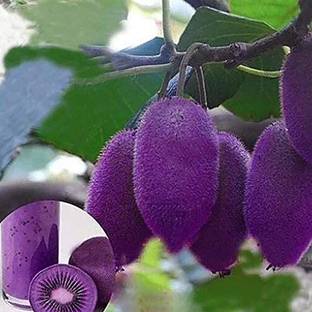 ActrovaX Kiwifruit/Hardy Kiwi/Purple Heart Kiwis Fruit Seed [200 Seeds] Seed