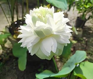 DIVINE EF- Mixed Color and Hybrid Flower Seeds -0A28 Seed