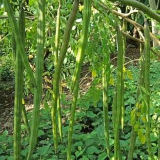 JAYANTAHALDER moringo Seed