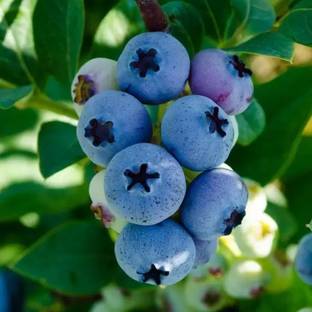Chalisa Blueberry, Blueberries Seed