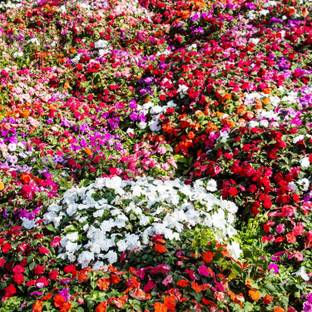 Biosnyg Impatiens Flower Garden Seeds -Mix[100 Seeds] Seed