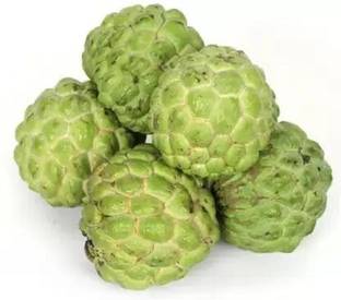 MAA Custard Apple, sitafal, sitaphal Seed