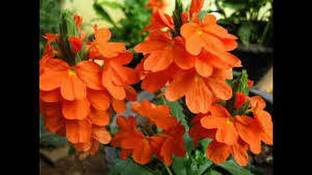 Oliver kanakambaram,firecracker,tropical flame,orange colour flower seed Seed