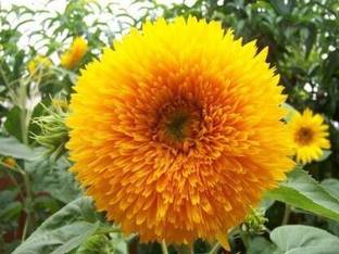 Flora Valley Sunflower Sungold seeds Seed