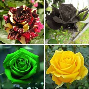 Pbevergreen Gardens Rare Exotic Rose Flower Seeds Combo - Black Yellow Green Red-Yellow Seed