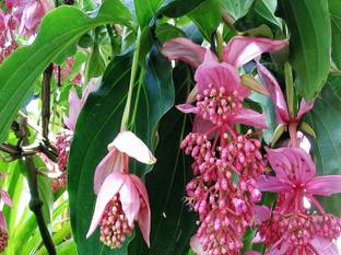 Redoak Rare Lantern Medinilla Flower Seeds-Pink - 100Pcs Seed