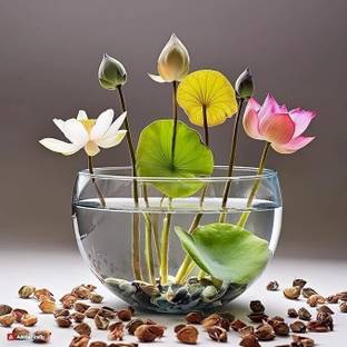 UNYSEED Lotus, kamal Seed