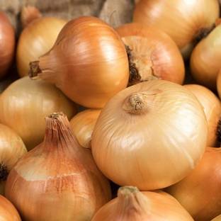 WILLVINE GUA-389 Spanish Globe Onion Yellow Long Seed