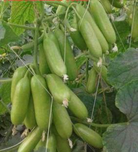 Onion beej Kgp cucumber seeds highest yield early fruiting long time harvesting Seed