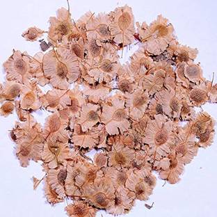 ibains Red sandal wood seeds Seed