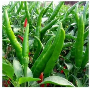 granthi Chilli (Mirchi) Bengali Surajmukhi Seed