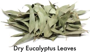 SS520 Eucalyptus Leaves | Nilgiri Leaves | Eucalyptus Tereticornis (200G) Seed