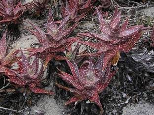 NooElec Seeds India All Seasons Red Sand Aloe Vera Seed