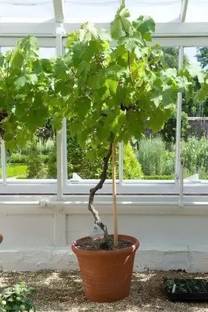 Chalisa Grapes Fruit, Black Grapes Seed