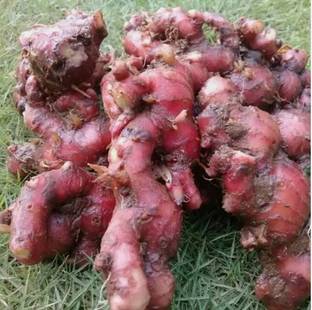 RRNURSERY Red Ginger Rhizomes Seed