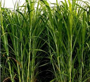 organic gallery Super Napier Grass,Hybrid Grass,Australian Red Napier Grass,Elephant Grass Seed Seed