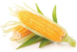 VibeX ® XLR-921 Desi Bhutta Corn Seeds Seed