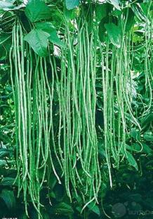 Arshiayat White Cowpea Beans For Kitchen Garden Seed