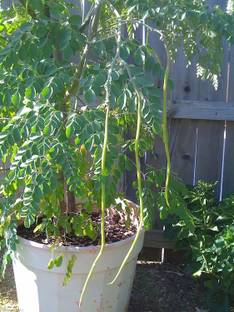 Qualtivate ® Dwarf Hybrid PKM 2 Drumstick Seeds Moringa Oleifera Seed