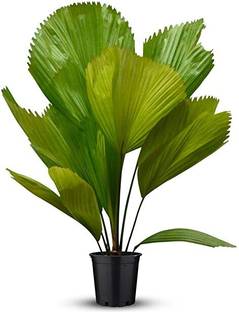 Kapebonavista Kapebonavista Licuala grandis Ruffled Fan Palm Vanuatu Fan Palm Plant Seed