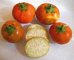 WILLVINE XLL-666 Eggplant Brinjal (Turkish Orange Seeds) Seed