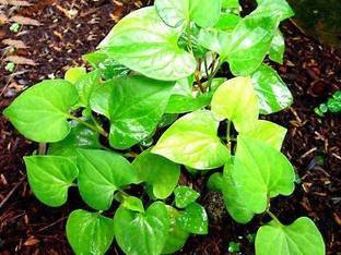 CYBEXIS ATS-33 - Fish Mint Houttuynia Cordata - (150 Seeds) Seed