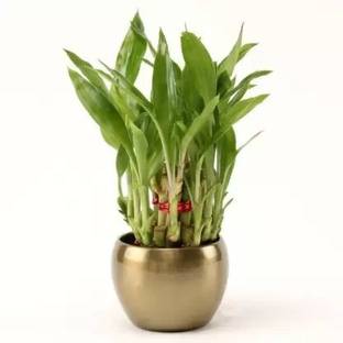 MAA Bamboo, Lucky bamboo Seed