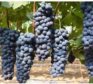PASCLE Black Globe Grape Extra Super Sweet Seed