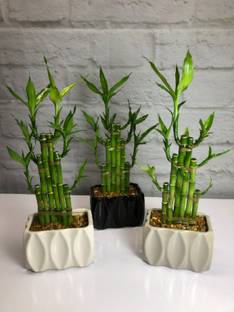 GREENSEA Lucky Bamboo Seed