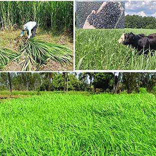 JOY SHREE Indian cow Grass Seeds, Goat Hybrid Grass Seeds, Smart Seed Dense Shade Grass Seed Seed