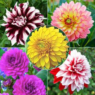 MSD Dahlia, Dalia Flower Seed