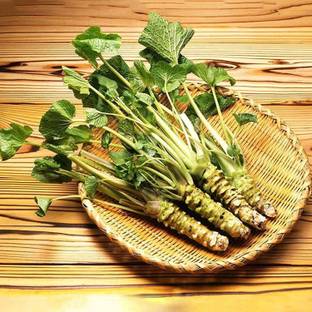 CYBEXIS Home Plant Japanese Horseradish Seeds 600 Seeds Seed