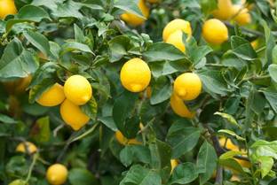 Aywal Malta orange/Kinnow/Kinnu Fruit Seed