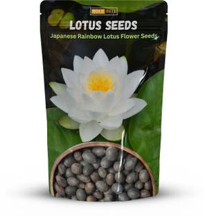 Bold Byte Lotus Seeds for Planting, Bonsai Lotus Seed Seed