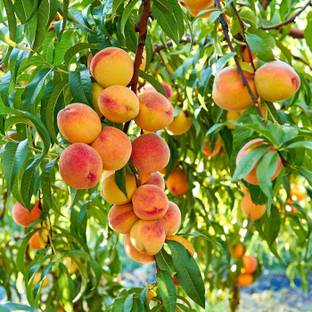 KANAYA Peach Fruit (Aadu) Fruit Seed