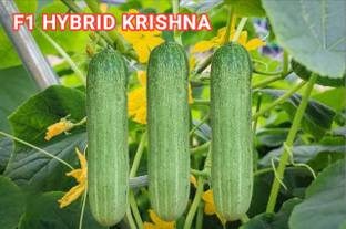 HYBRID 10G Krishna cucumber seeds (Desi types) Highest yield variety 30-35 day fruiting Seed