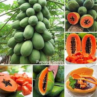 THAMMAR Red Lady 786 Papaya Taiwan Seeds F1 Hybrid Seed( 410 Seeds ) Seed Seed
