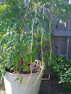 Qualtivate HYB-4A PKM1 Variety Moringa Oleifera Seeds Seed