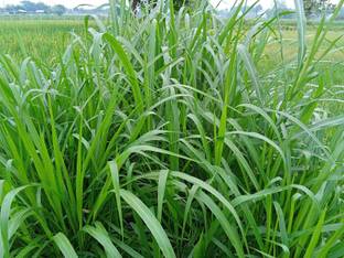 abiswas Sorghum Hybrid Sudan Grass For Cow, Buffalo, Goat, Sheep & Pig Seed
