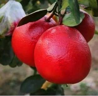 SHYAM Red Batabi LemonFruit Plant Seed