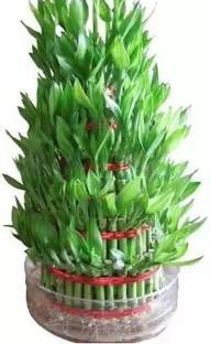 MAA Bamboo, Lucky bamboo Seed