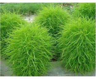 UGRA Kochia Scoparia GMO FREE Seed