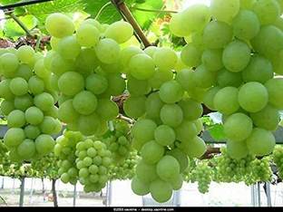 Aywal Angoor Seed