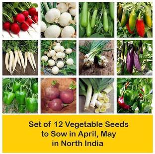 CYBEXIS Set of 12 Vegetable Seeds to Sow in April, May in North India Seed